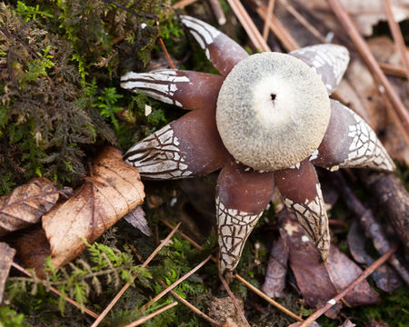 Image of False Earthstar