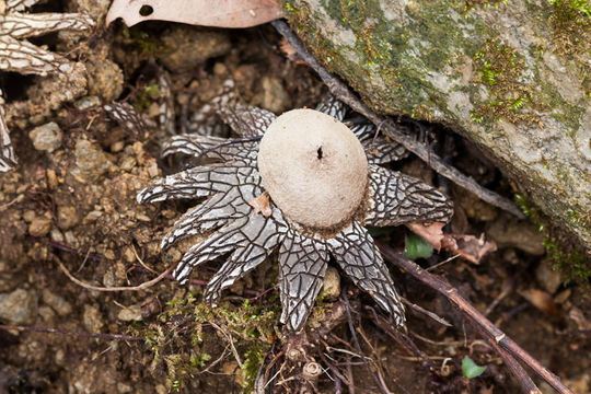 Image of False Earthstar