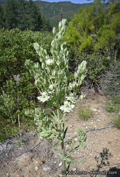 Image of Coahuila frasera