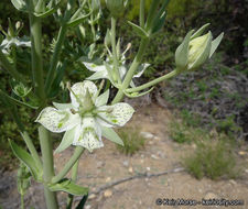 Image of Coahuila frasera