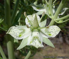 Image of Coahuila frasera