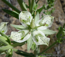 Image of Coahuila frasera