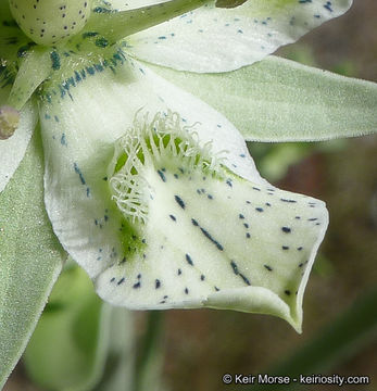 Image of Coahuila frasera