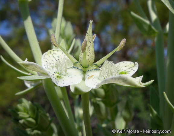 Image of Coahuila frasera