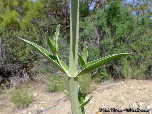 Image of Coahuila frasera