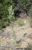 Image of Coahuila frasera