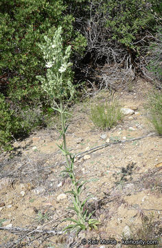 Image of Coahuila frasera