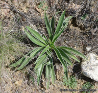 Image of Coahuila frasera