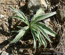 Image of Coahuila frasera