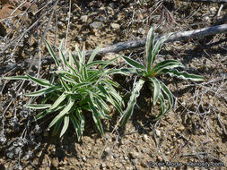 Image of Coahuila frasera