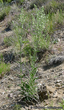 Image of Coahuila frasera