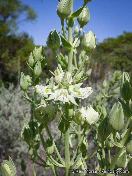 Image of Coahuila frasera