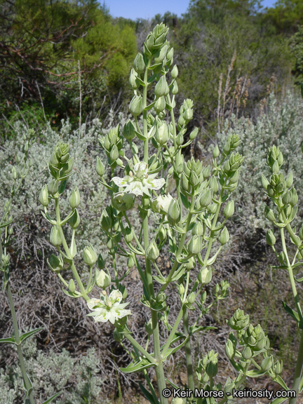 Image of Coahuila frasera