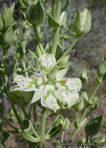 Image of Coahuila frasera