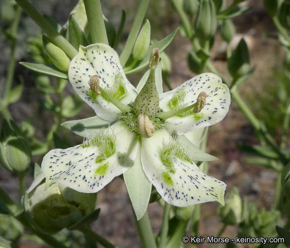 Image of Coahuila frasera