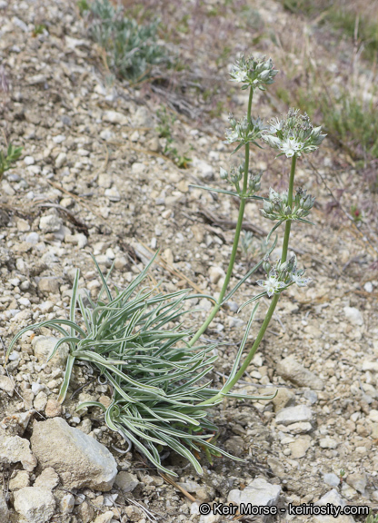 Image of pine green gentian