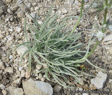 Image of pine green gentian