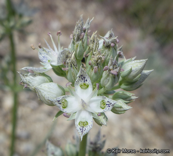 Image of pine green gentian