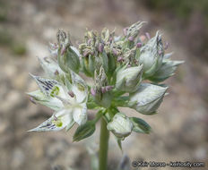 Image of pine green gentian