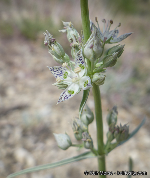 Image of pine green gentian