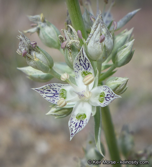 Image of pine green gentian