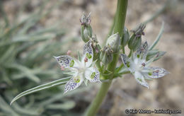 Image of pine green gentian