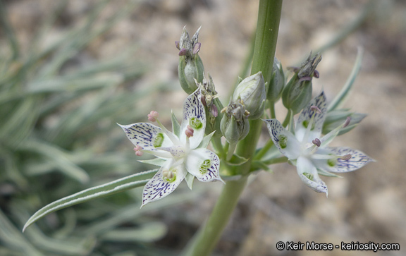 Image of pine green gentian