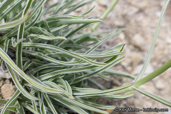 Image of pine green gentian