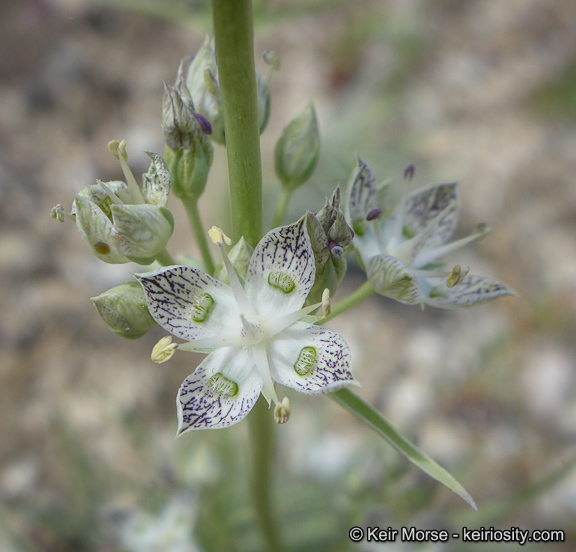 Image of pine green gentian