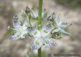 Image of pine green gentian