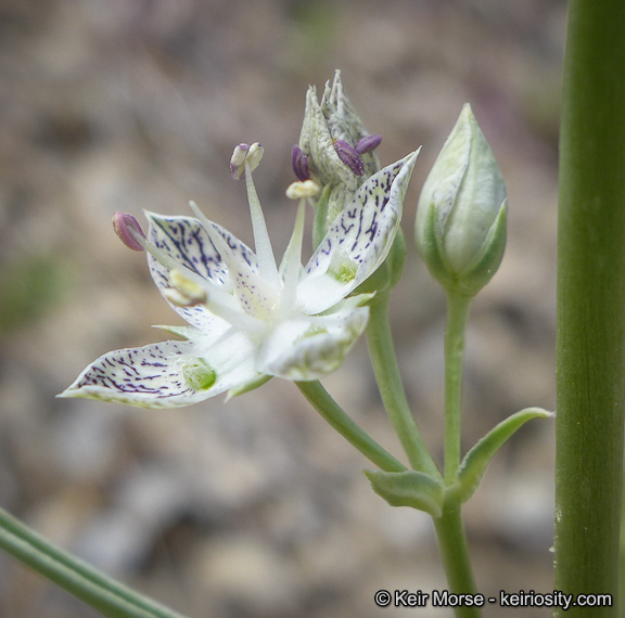 Image of pine green gentian