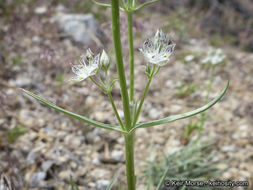 Image of pine green gentian