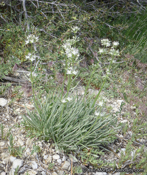 Image of pine green gentian