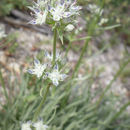 Image of pine green gentian