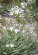 Image of pine green gentian