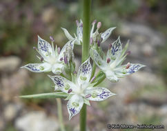 Image of pine green gentian