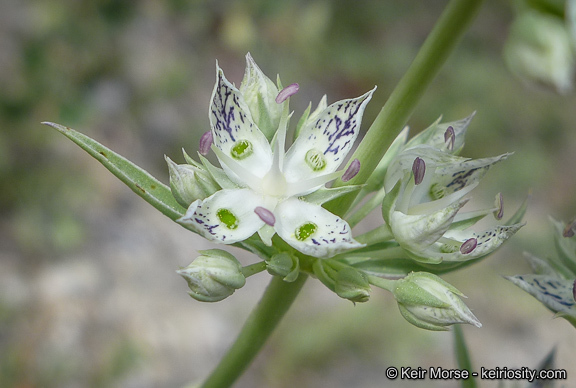 Image of pine green gentian