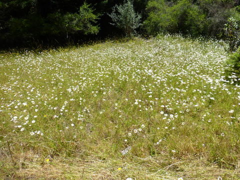 Image of Oxeye Daisy