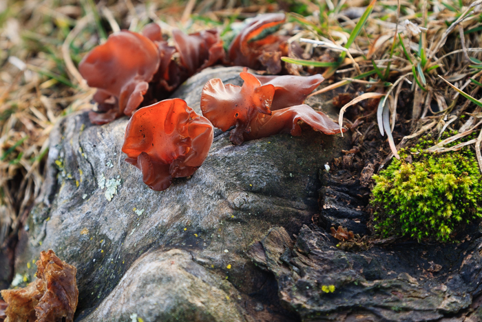 Image of ear fungus