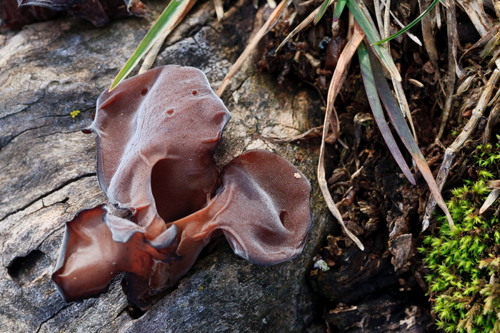 Image of ear fungus