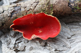 Sarcoscypha coccinea (Gray) Boud. 1885的圖片