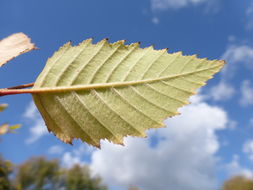 Image of Black Birch