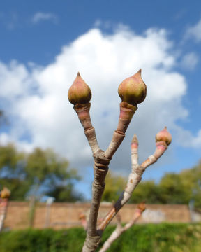 Image of Cornus kousa subsp. chinensis (Osborn) Q. Y. Xiang