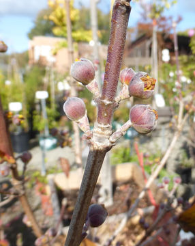 Image of Cornelian cherry dogwood