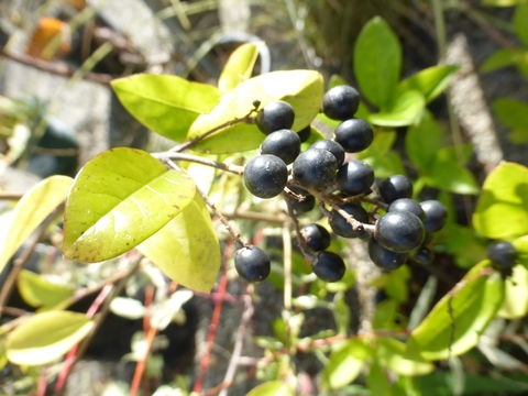 Ligustrum ovalifolium Hassk. resmi