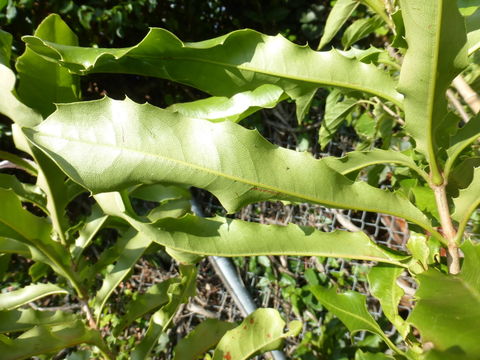 Image of macadamia nut