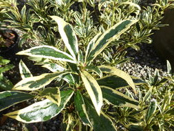 Image of Pontic Rhododendron