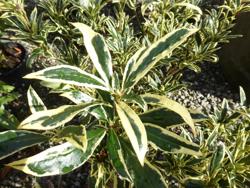 Plancia ëd Rhododendron ponticum L.