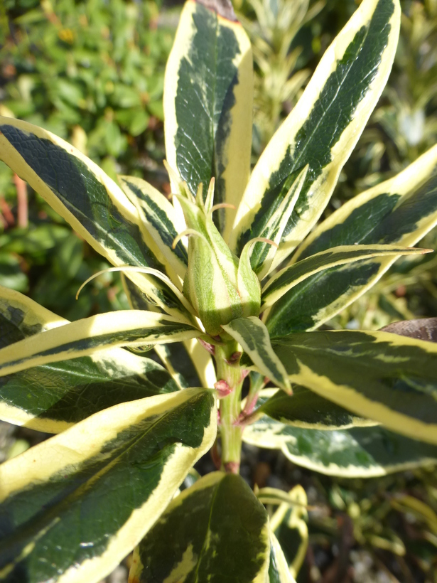 Image of Pontic Rhododendron