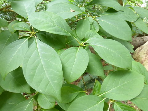 Image of Lindera erythrocarpa Makino